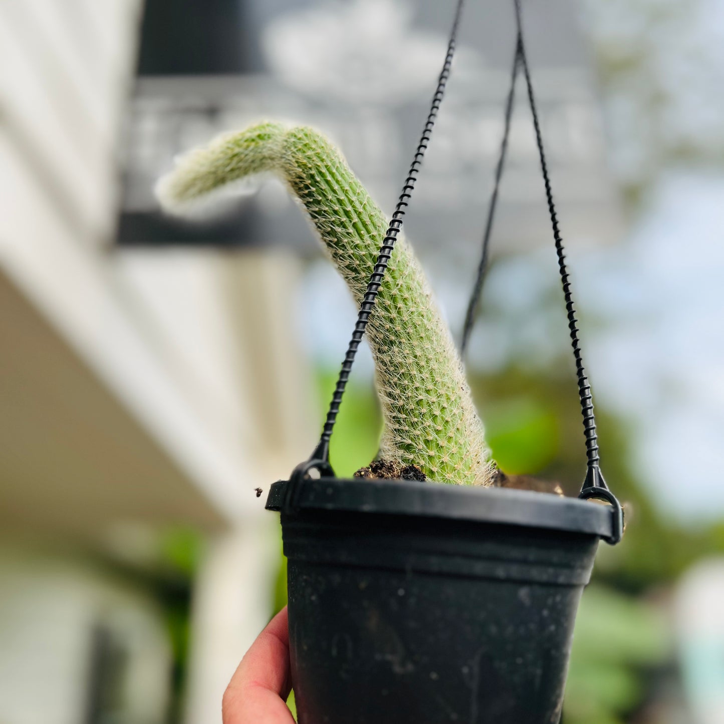 Monkey Tail HB