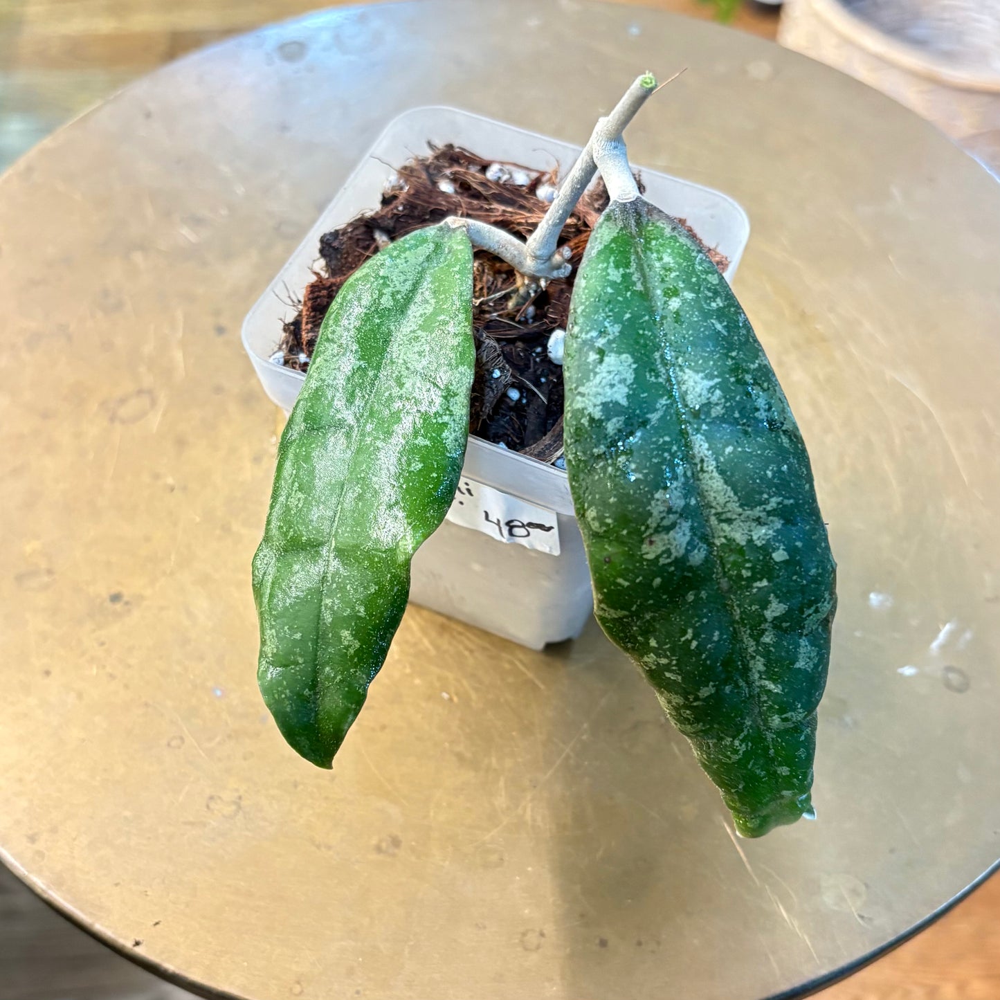 Hoya Finlaysonii trang sp.
