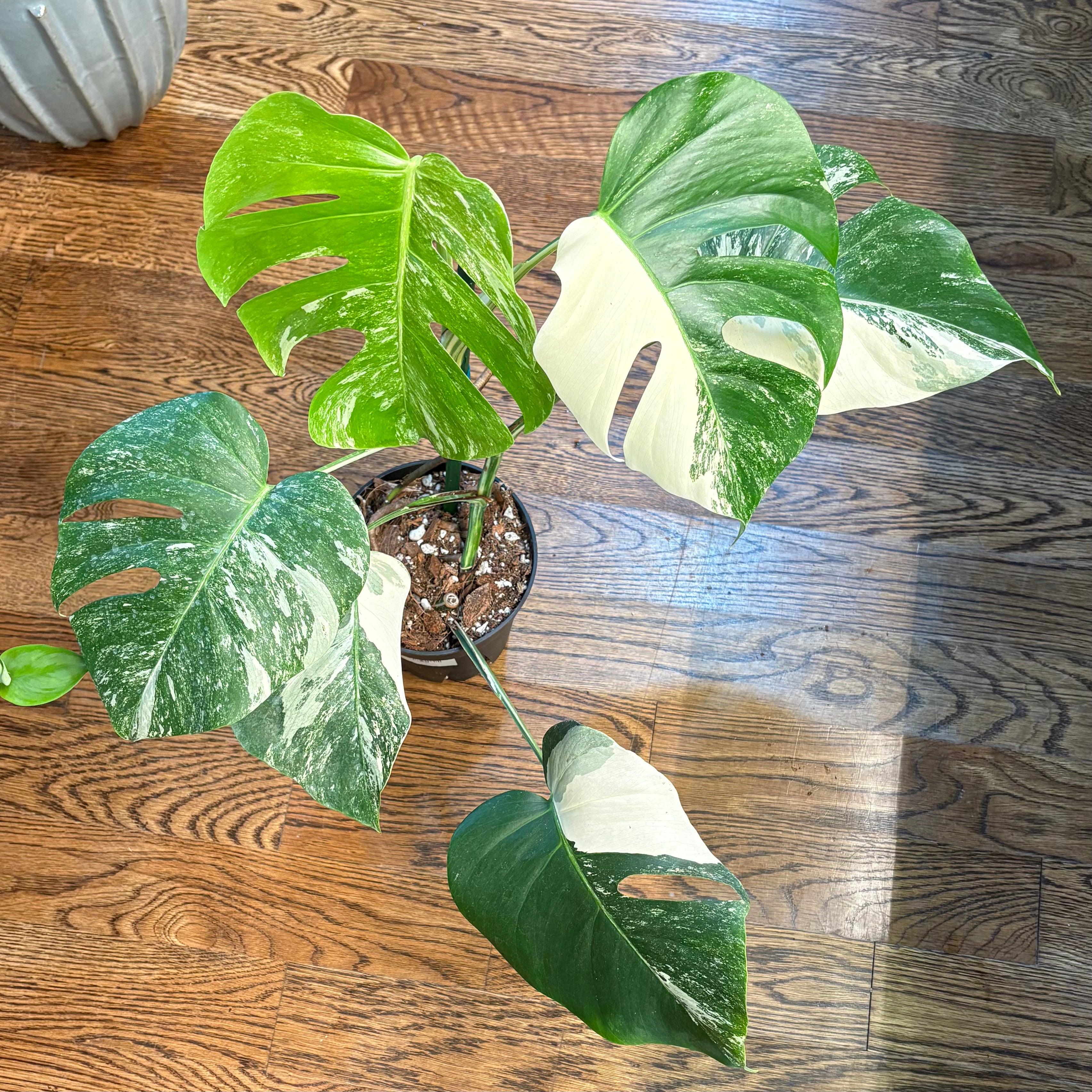 Buy Monstera Albo Variegated Online