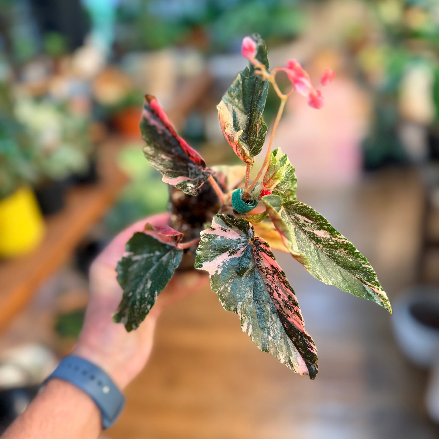 Begonia 'Ginny Galaxy' variegated