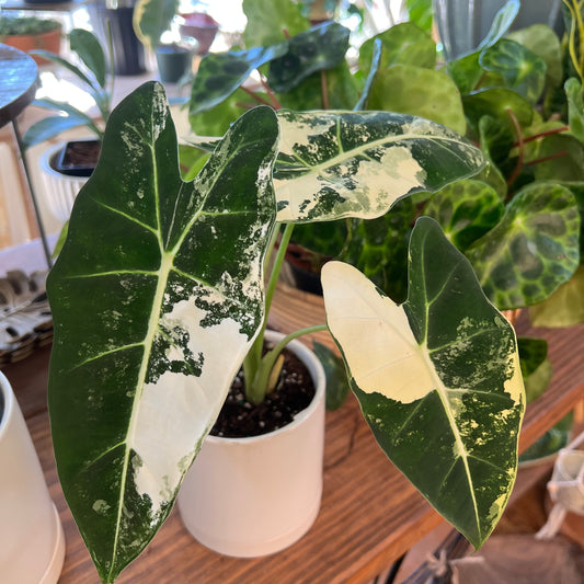Alocasia Frydek Variegated