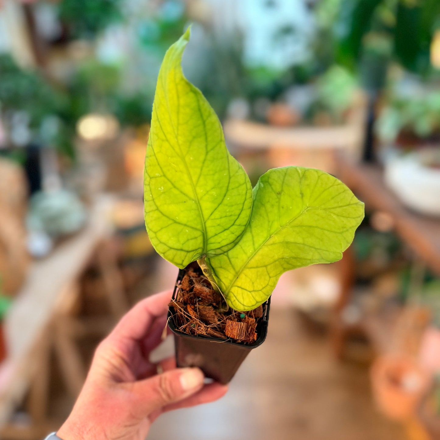 Hoya meredithii