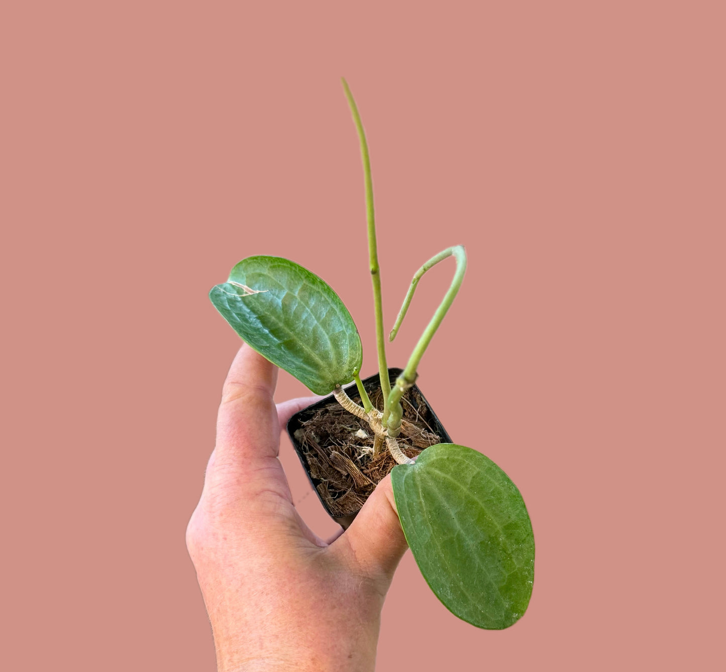 Latifolia Silver Filea