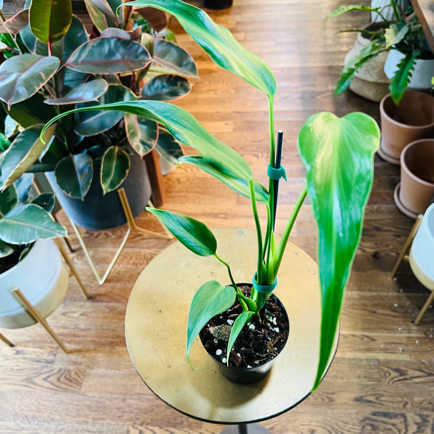 Monstera 'Burle Marx Flame'