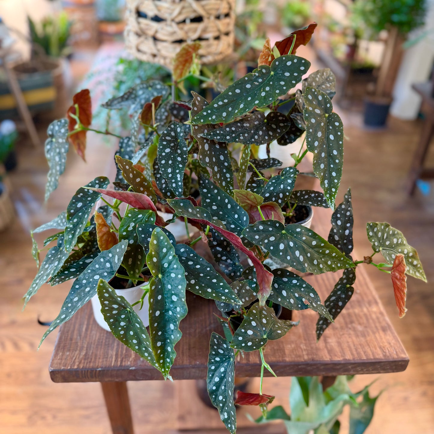 Begonia 'Maculata'
