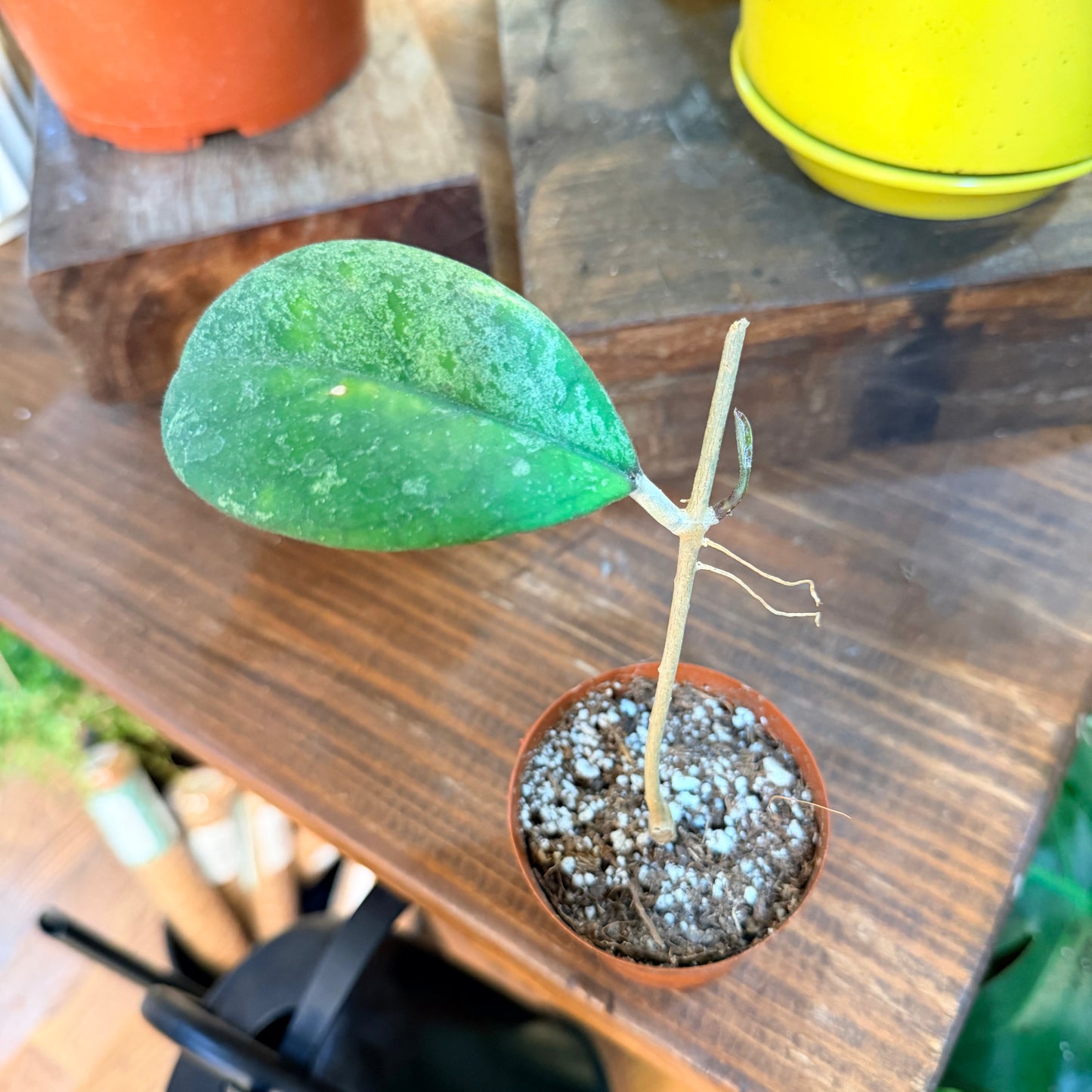 Hoya patcharwalai seedling splash