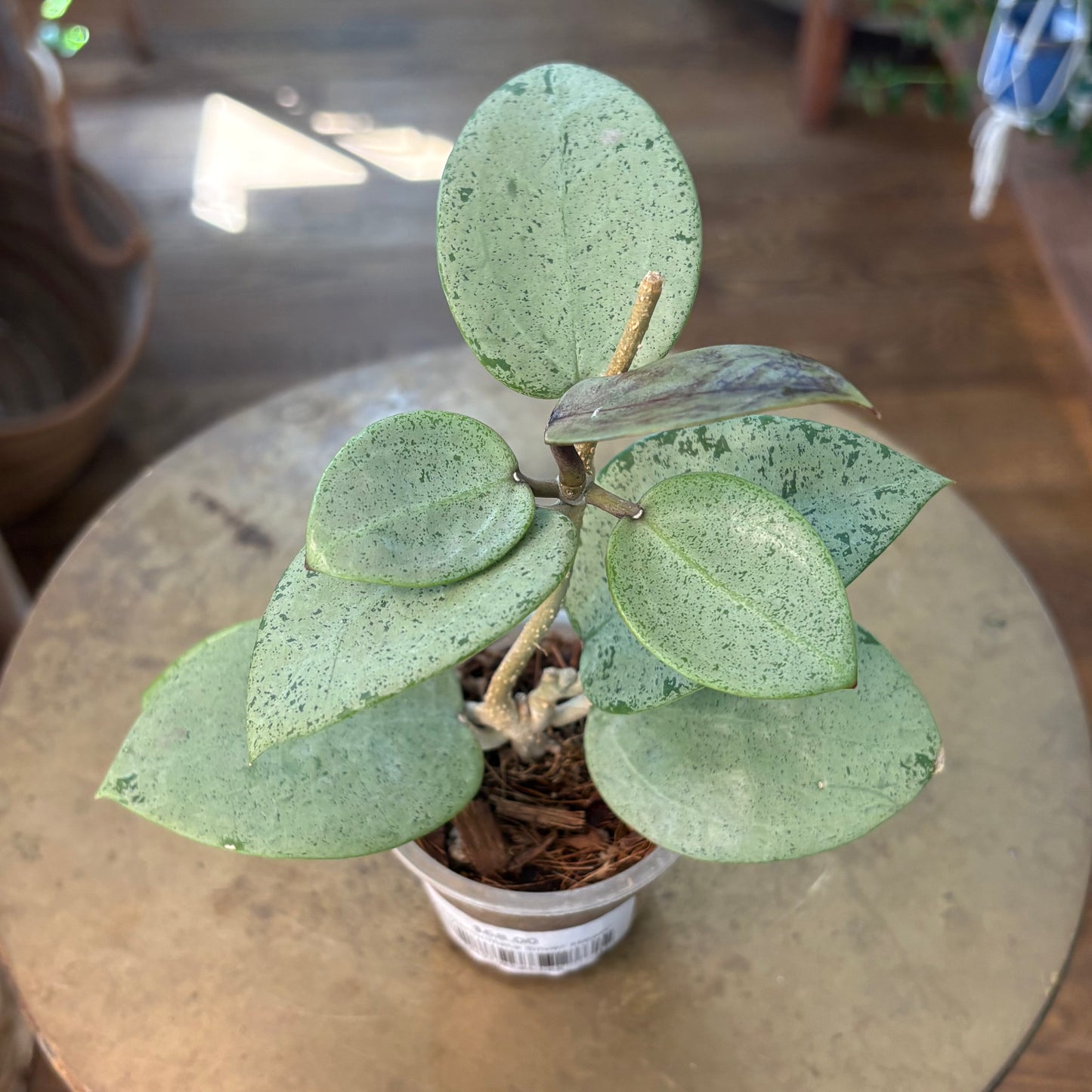 Hoya 'Verticillata Silver Heart’