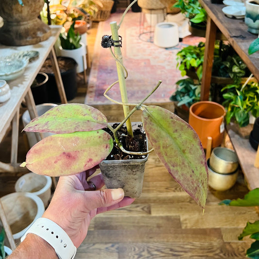 Hoya 'Fauziana sp.-Angulata'
