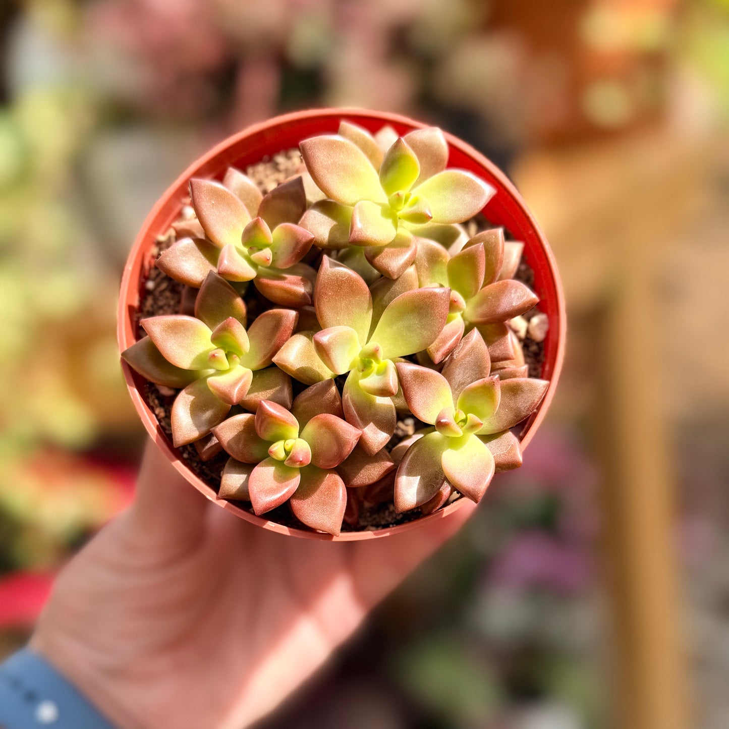 Sedum Vera Higgins
