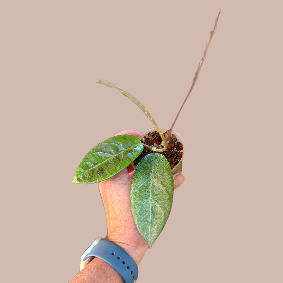 Hoya Lai Chau Silver