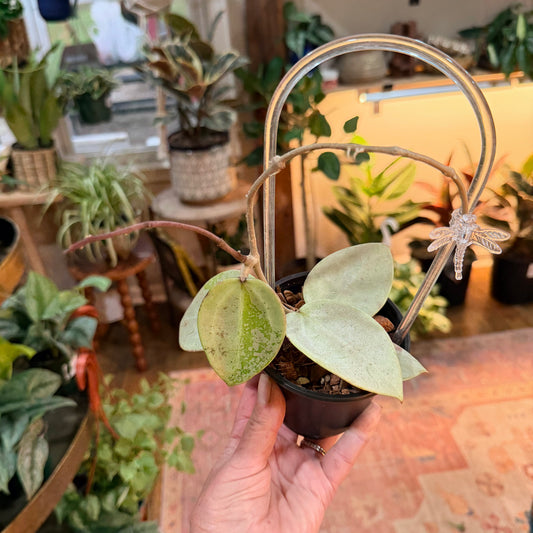 Hoya Verticillata Silver Heart