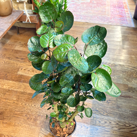 Aralia Fabian Stump