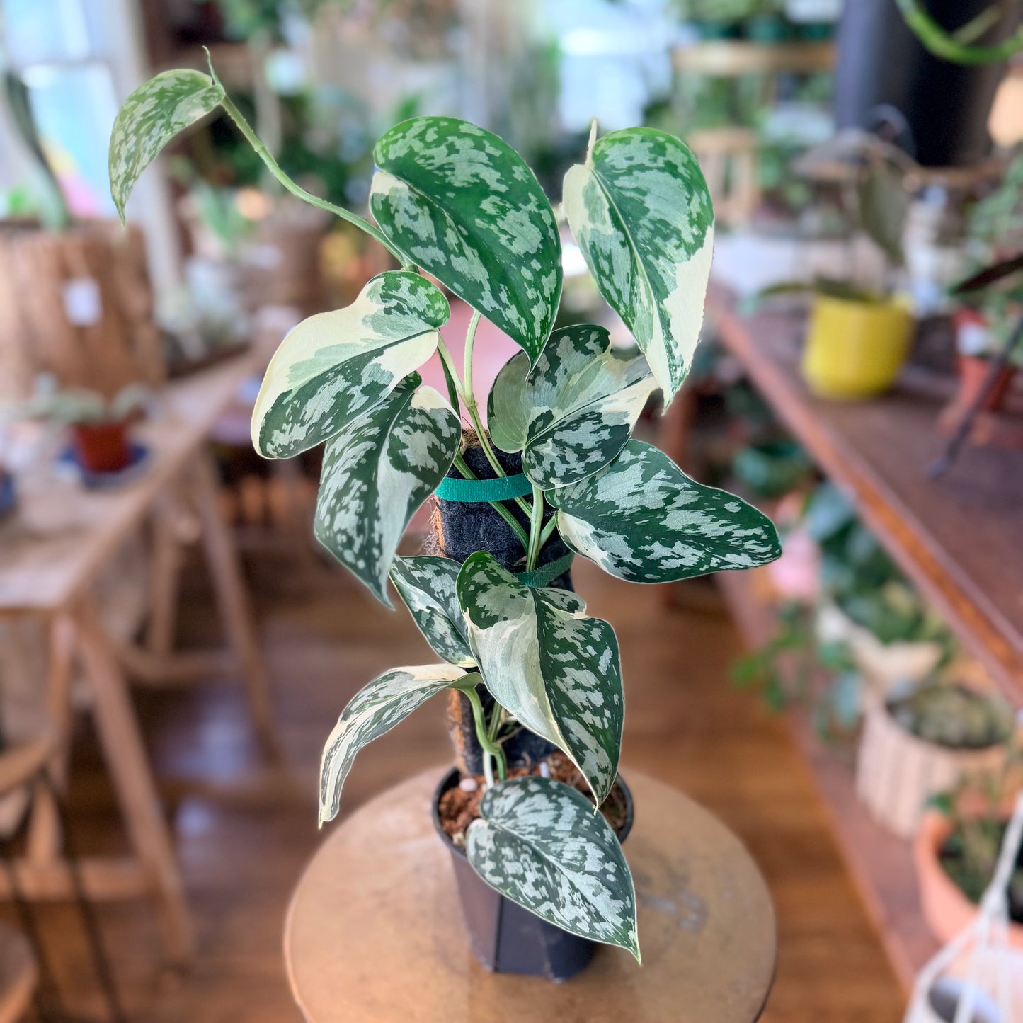 Scindapsus 'Mayari' w/Pole