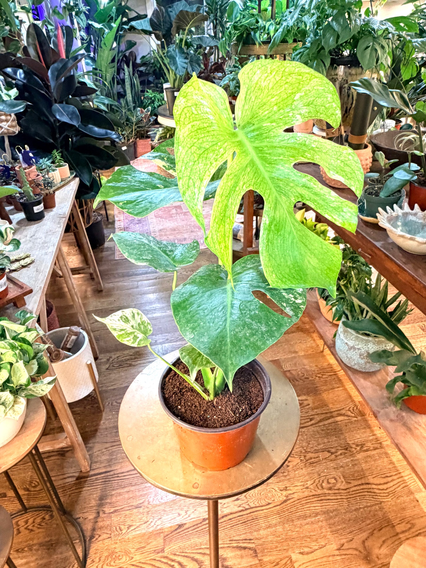 Monstera 'Mint'