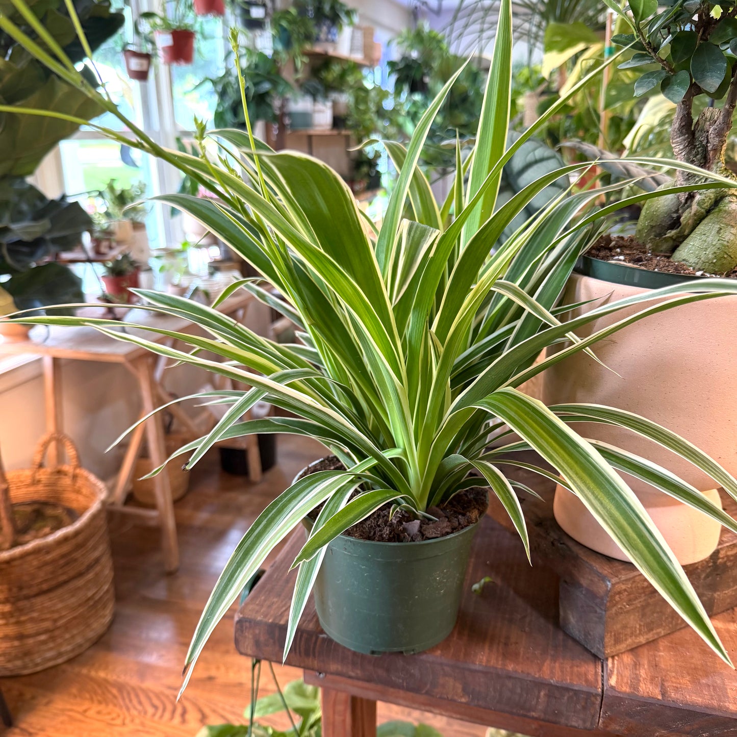 Spider Plant 'Irish Var'