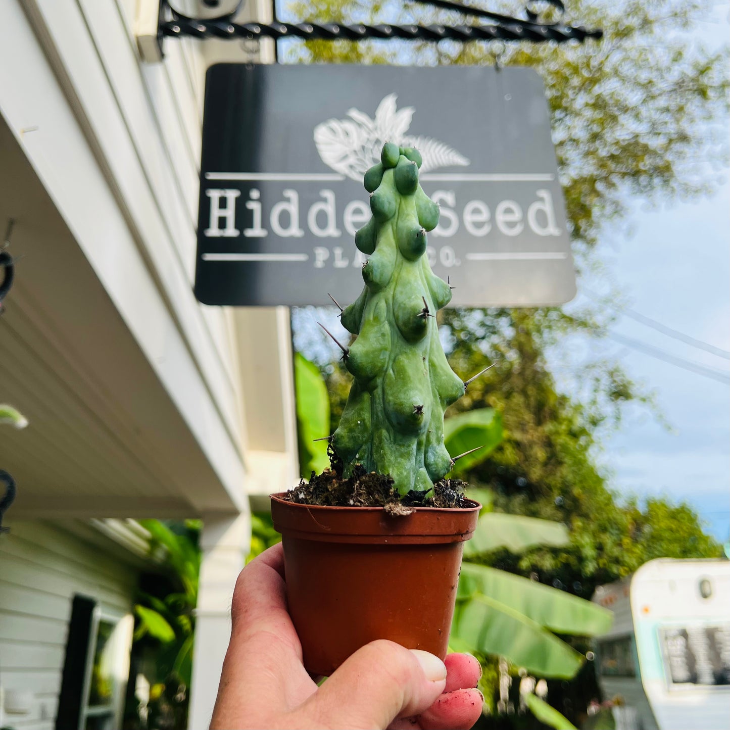 Cactus Cereus Boobie