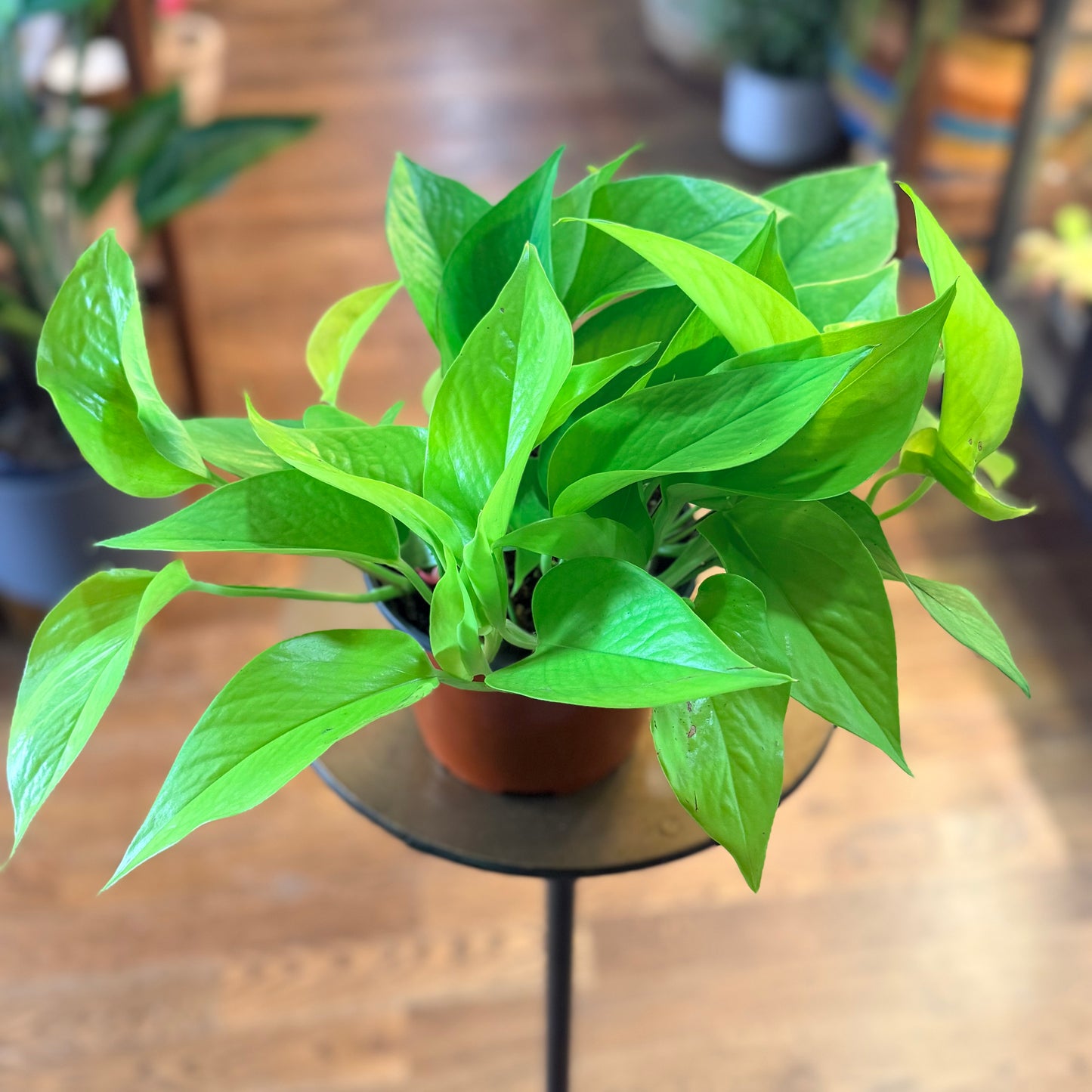 Pothos 'Neon'