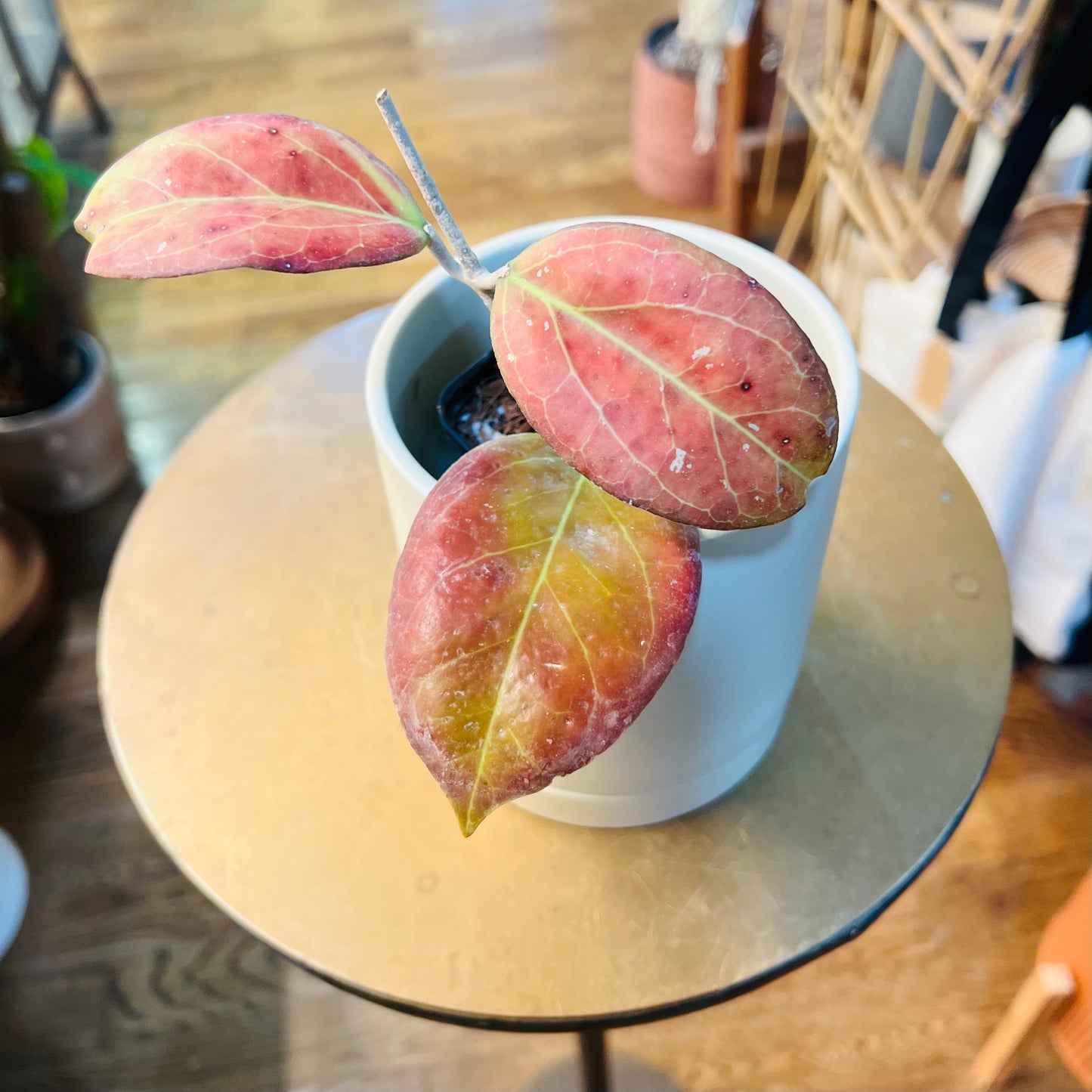 Hoya EPC corona pink