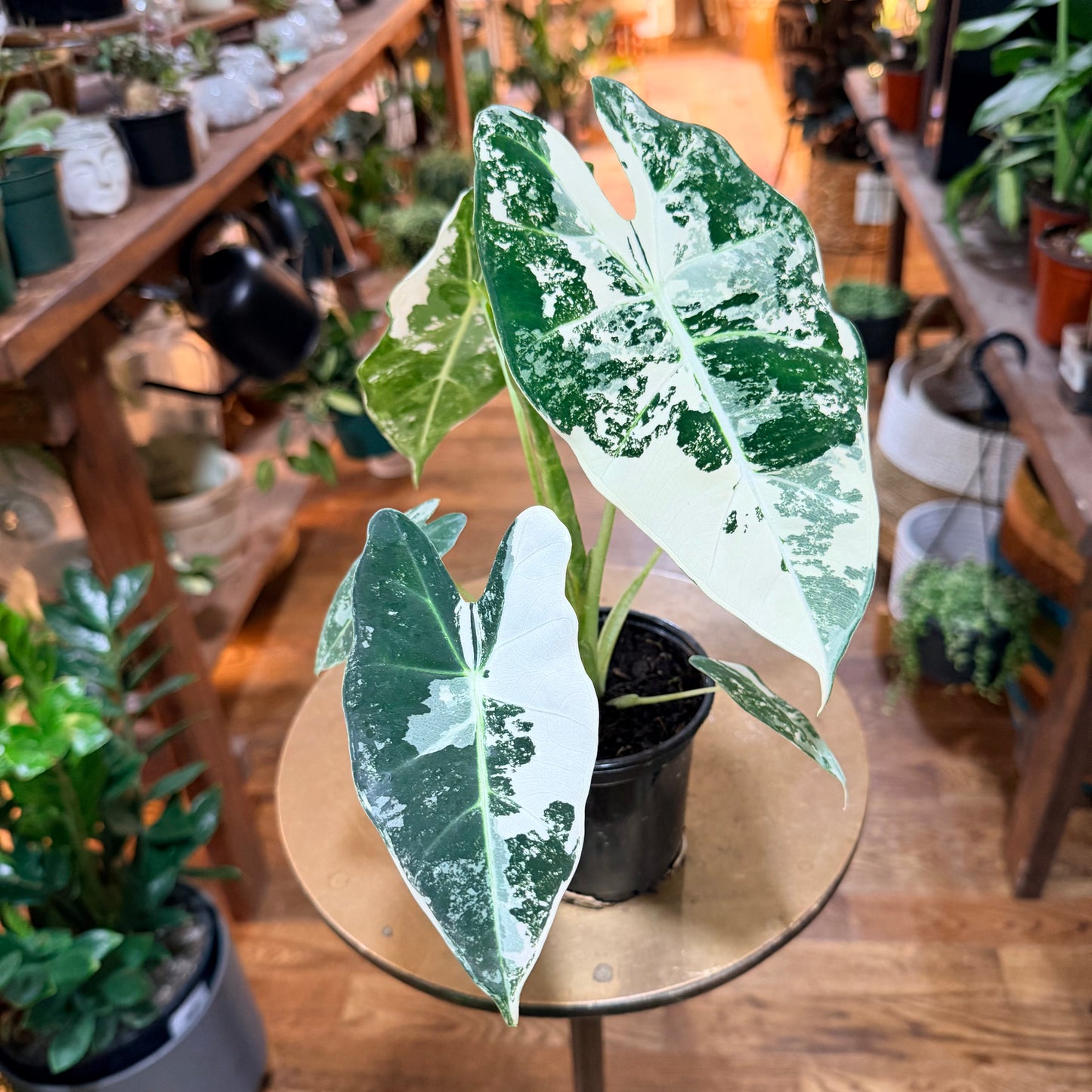 Alocasia Frydek Variegated