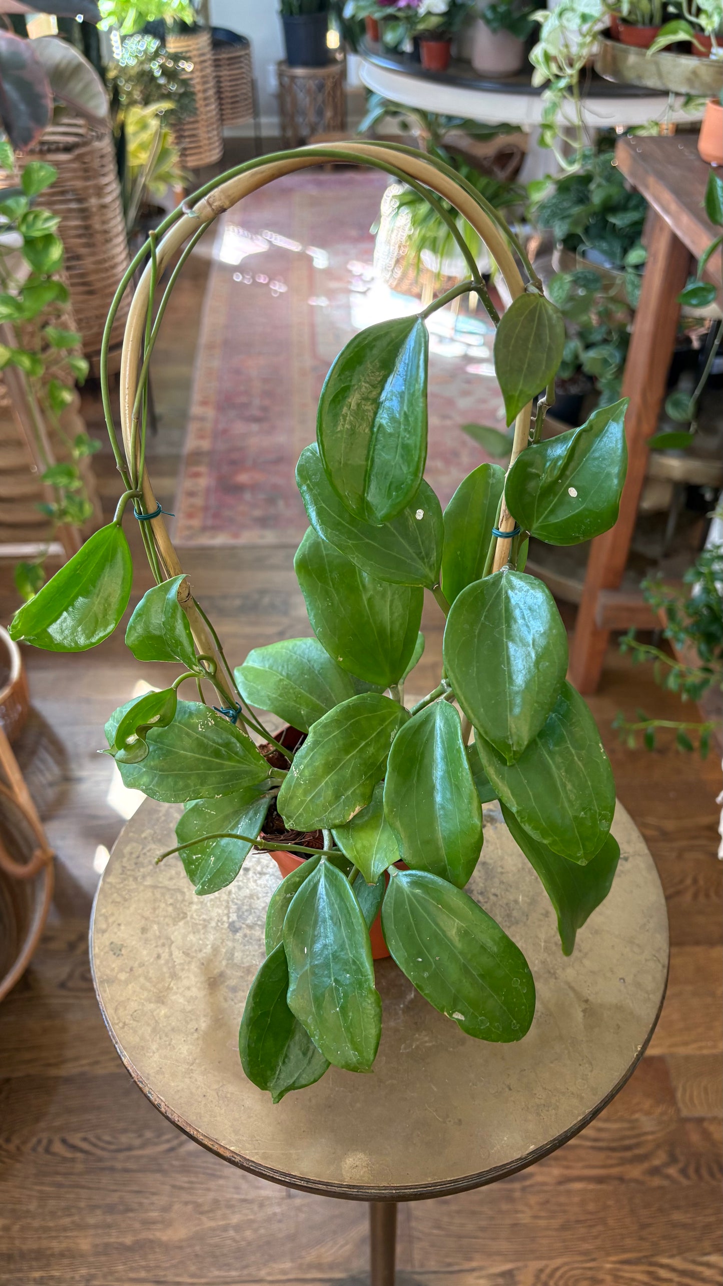 Hoya Quinquenervia