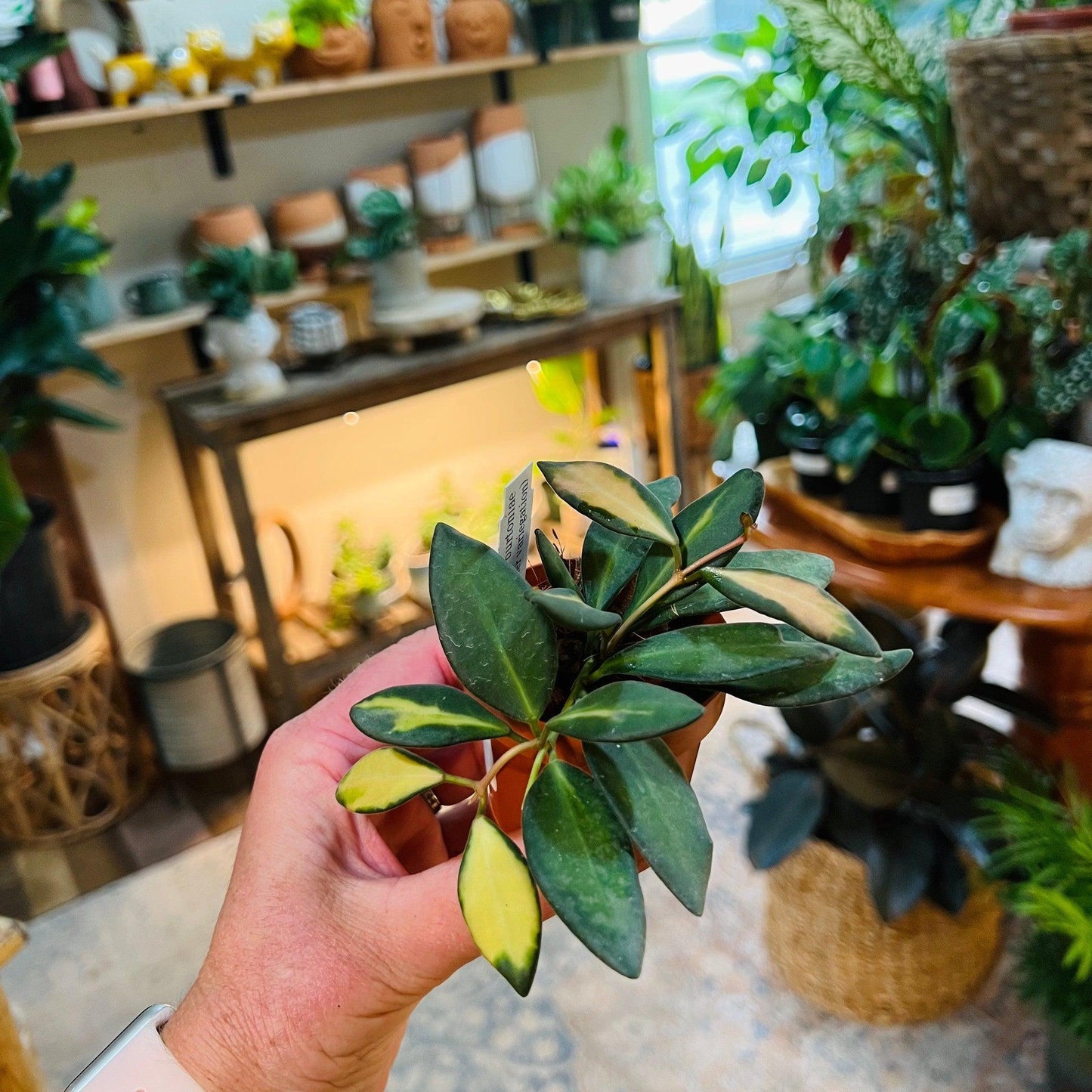 Hoya Burtoniae Variegated-available at Hidden Seed Plant Shop