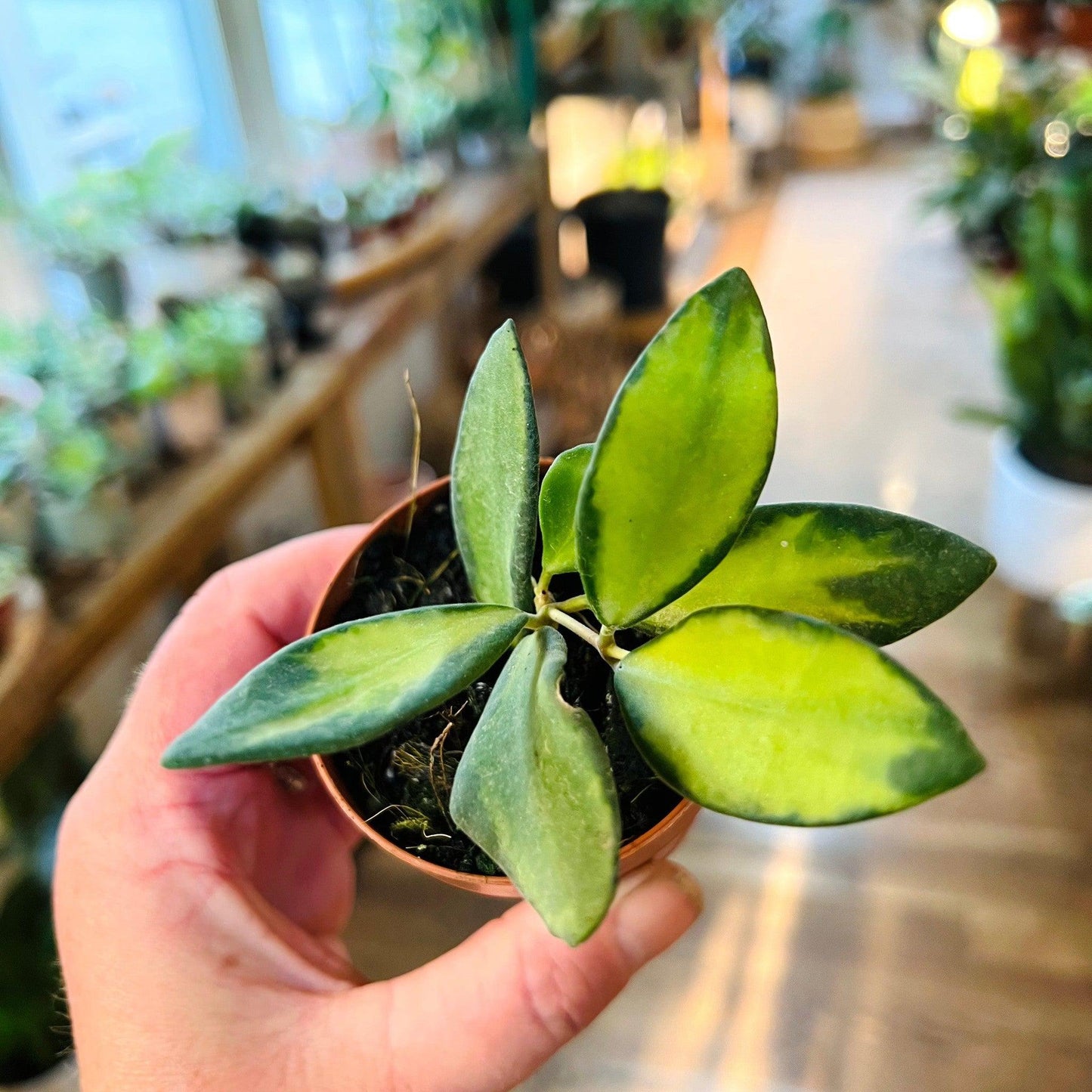 Hoya Burtoniae Variegated-available at Hidden Seed Plant Shop