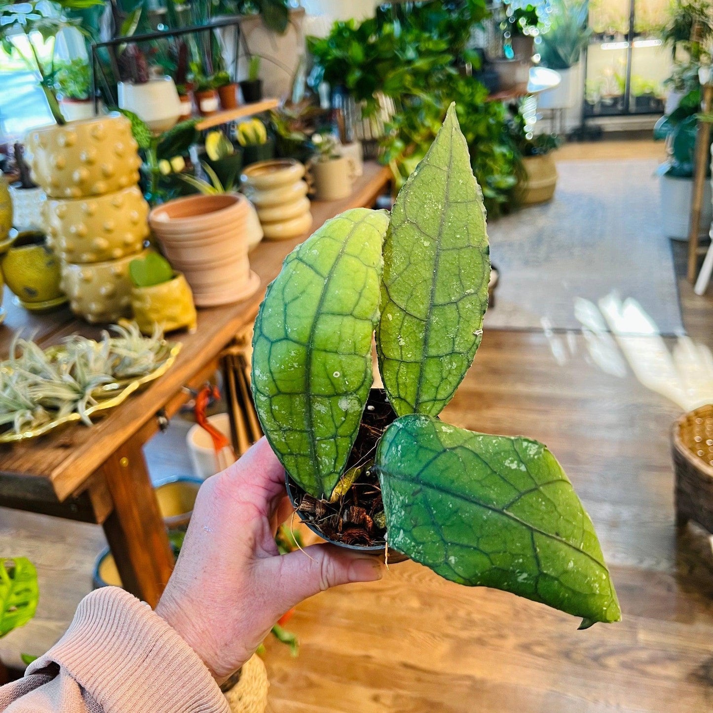 Hoya 'Clemensiorum’-available at Hidden Seed Plant Shop