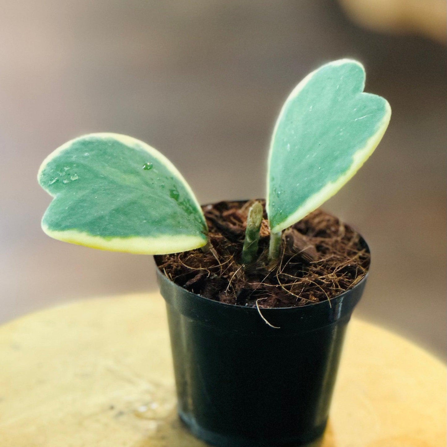 Hoya Kerrii (outer-variegation)-available at Hidden Seed Plant Shop