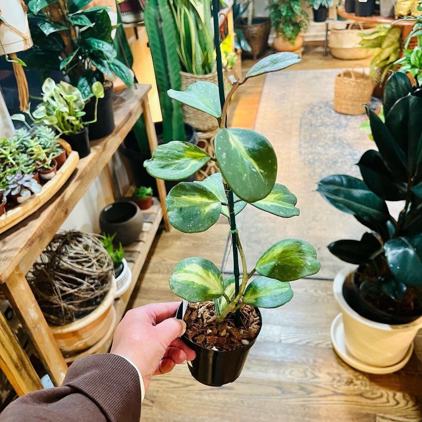 Hoya 'Obovata' (Inner variegated)-available at Hidden Seed Plant Shop