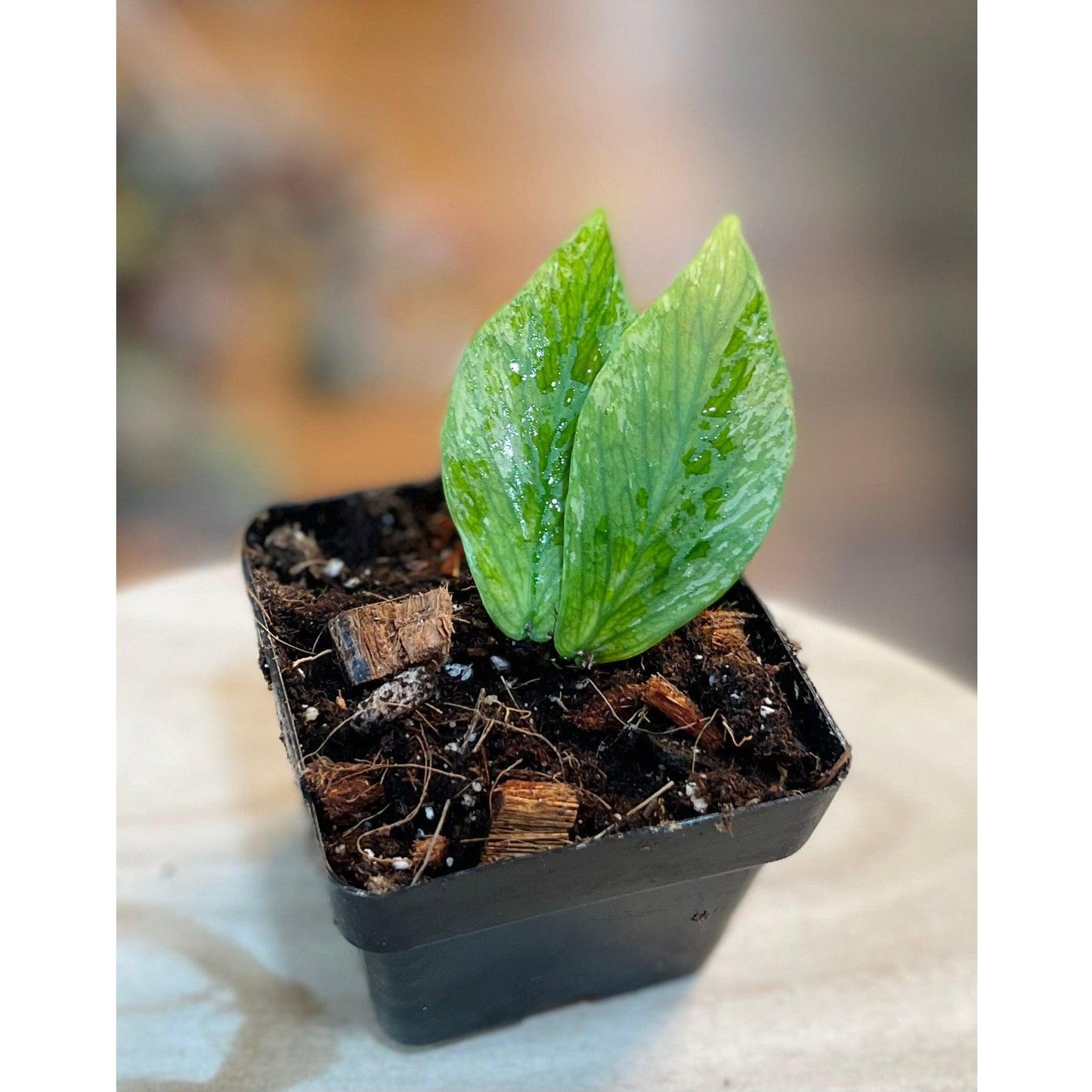 Hoya Polyneura Broget Silver-available at Hidden Seed Plant Shop