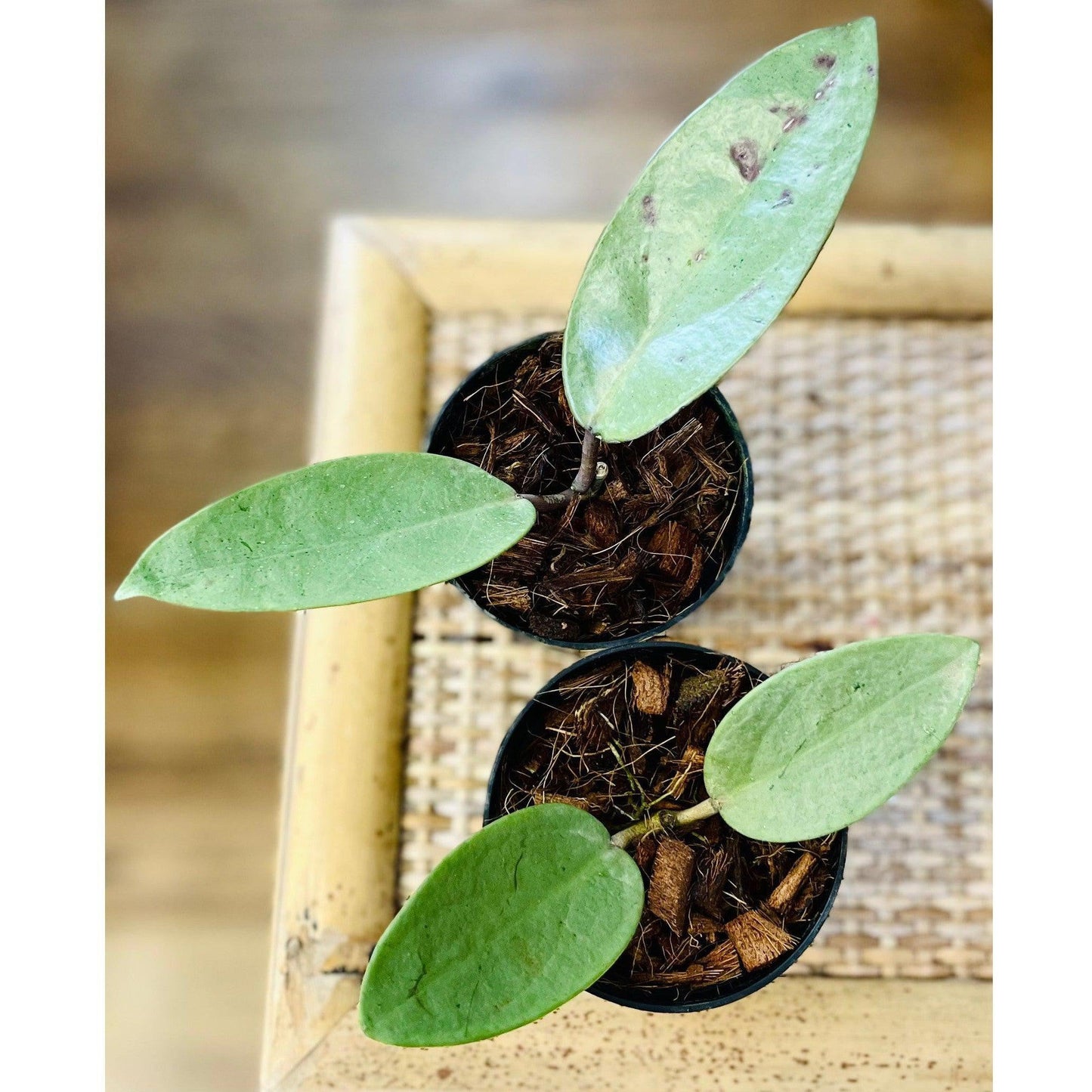 Hoya Silver Dollar-available at Hidden Seed Plant Shop