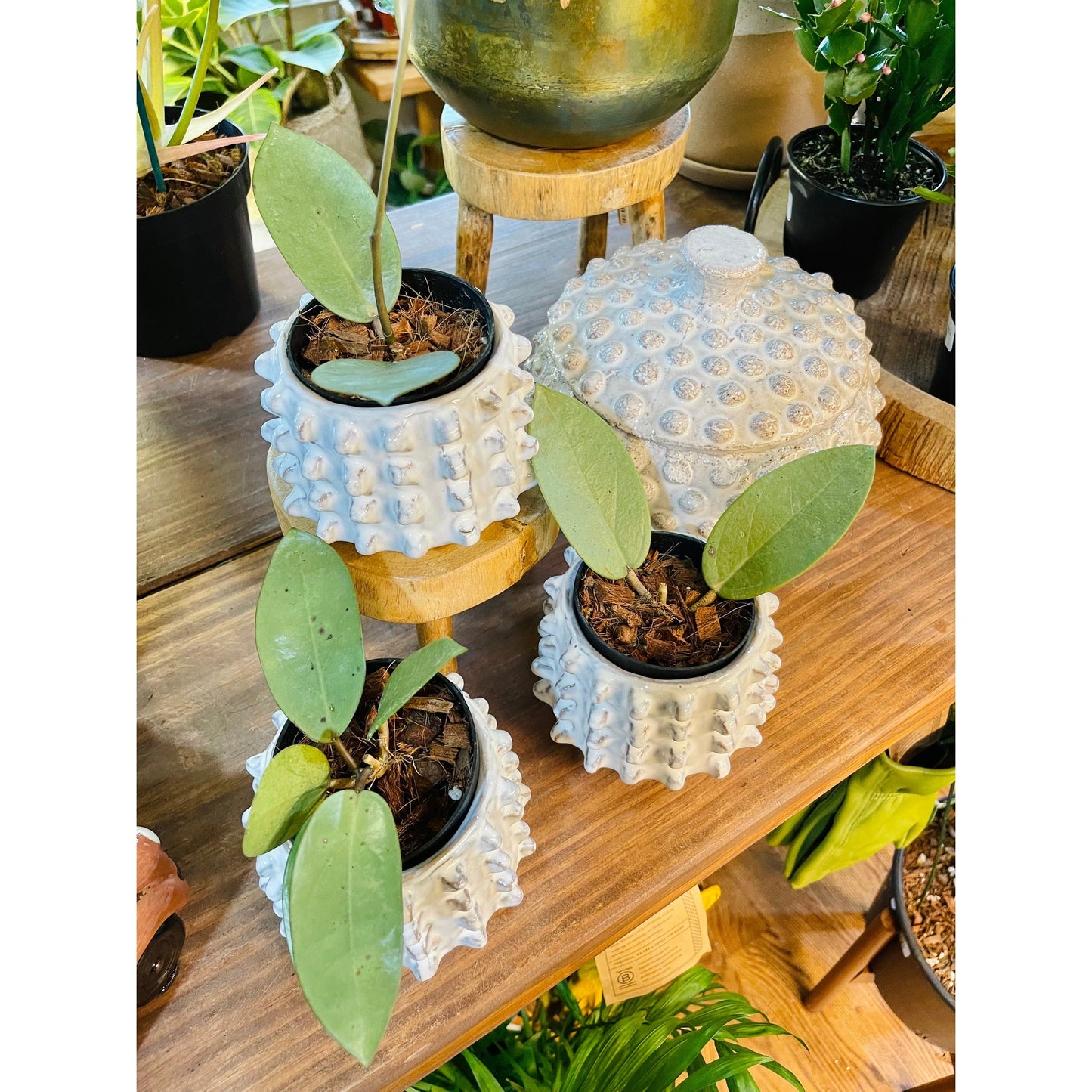 Hoya Silver Dollar-available at Hidden Seed Plant Shop