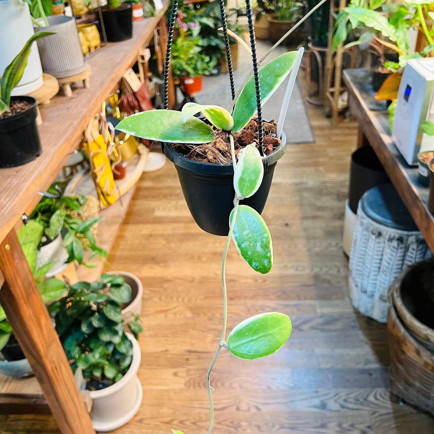 Hoya 'Verticillata Acuta Outer Var Albomarginata'-available at Hidden Seed Plant Shop