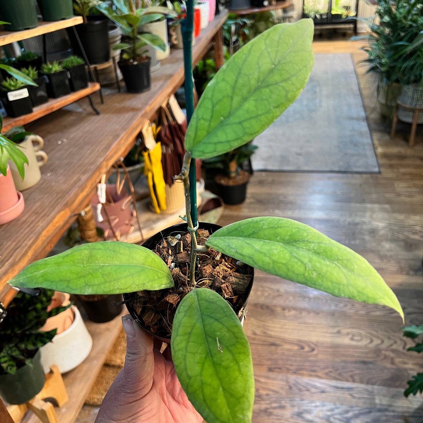 Hoya 'Vitellinoides' (j1)-available at Hidden Seed Plant Shop