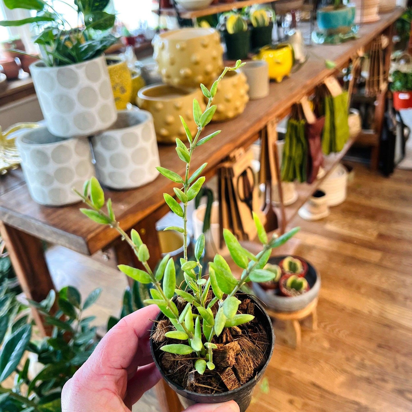 Hoya 'sp/aff Engleriana’ Vietnam-available at Hidden Seed Plant Shop