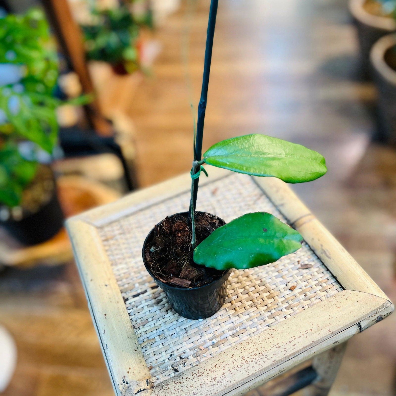 Hoya 'Erythrina' – Hidden Seed Plant Shop Hoya 'Erythrina' – Hidden Seed Plant Shop
