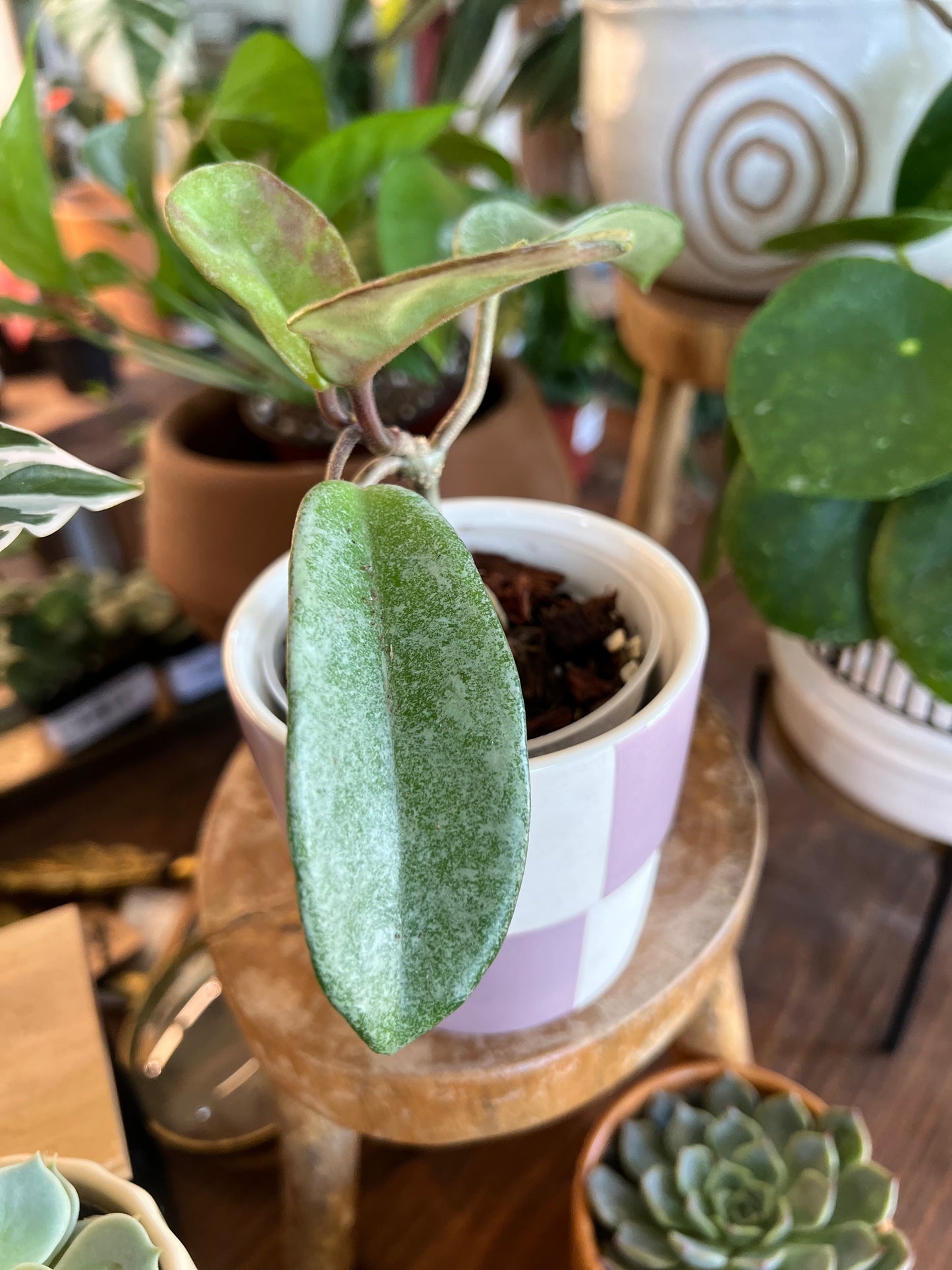 Hoya grey ghost