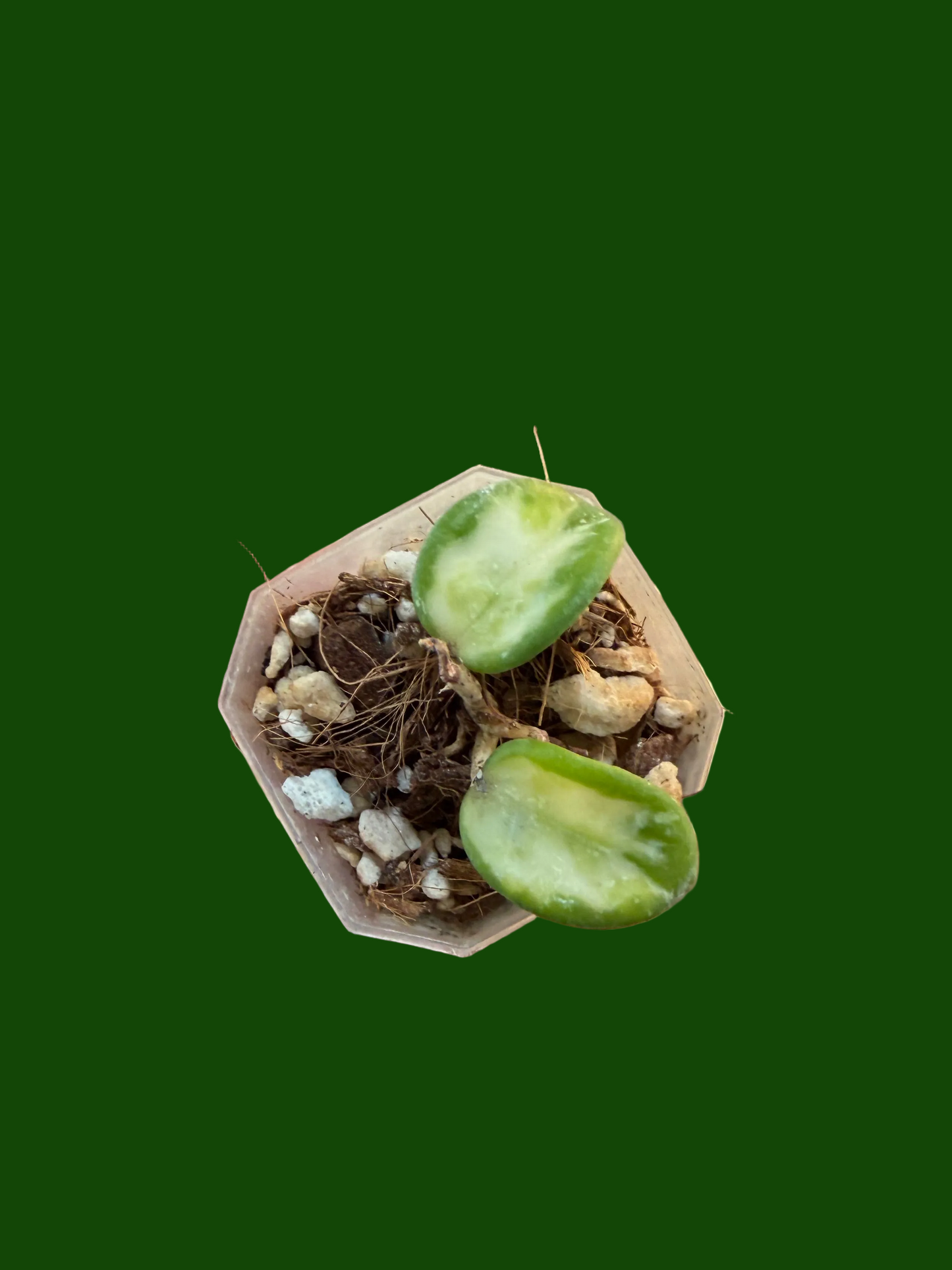 Variegated Hoya Mathilde