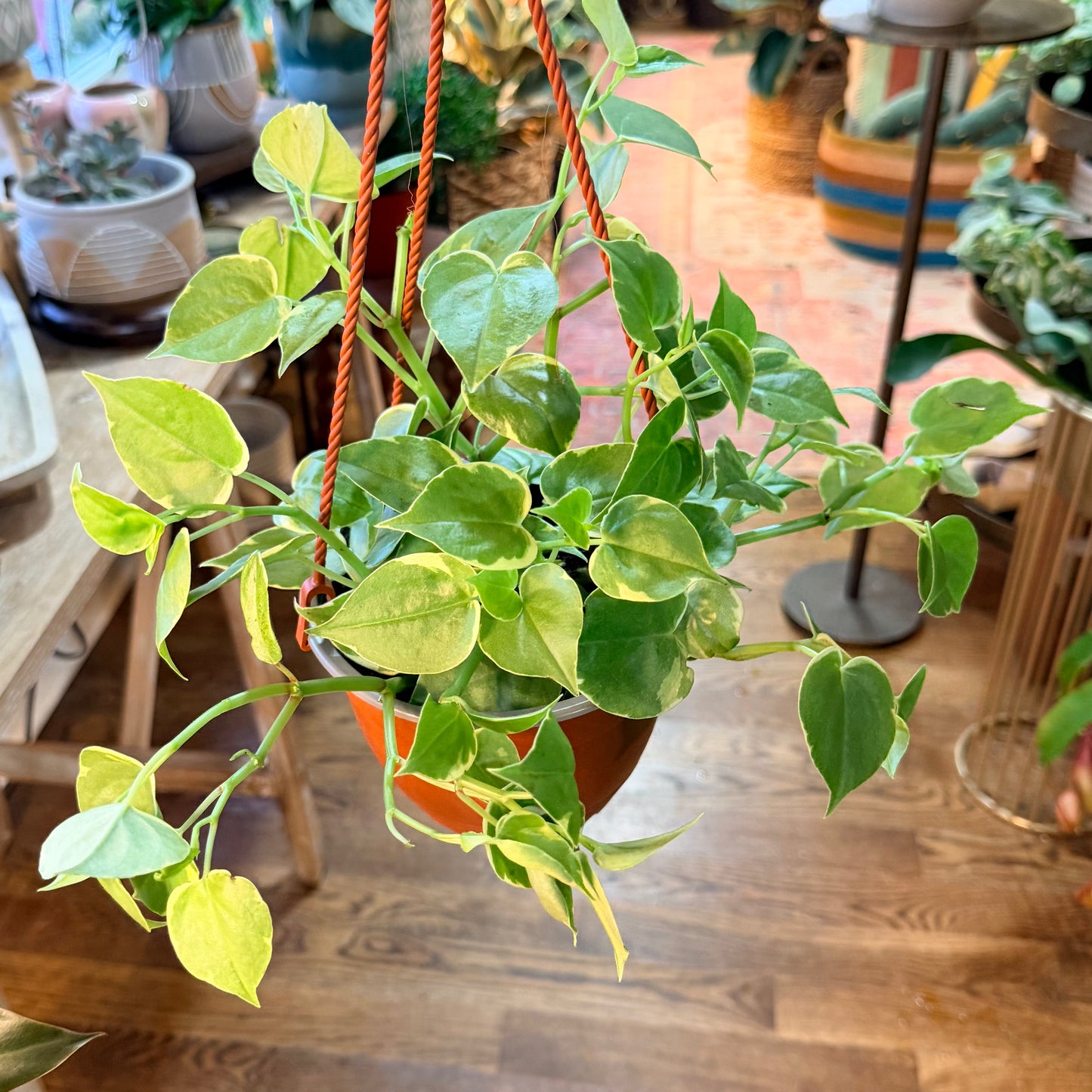 Peperomia Cupid