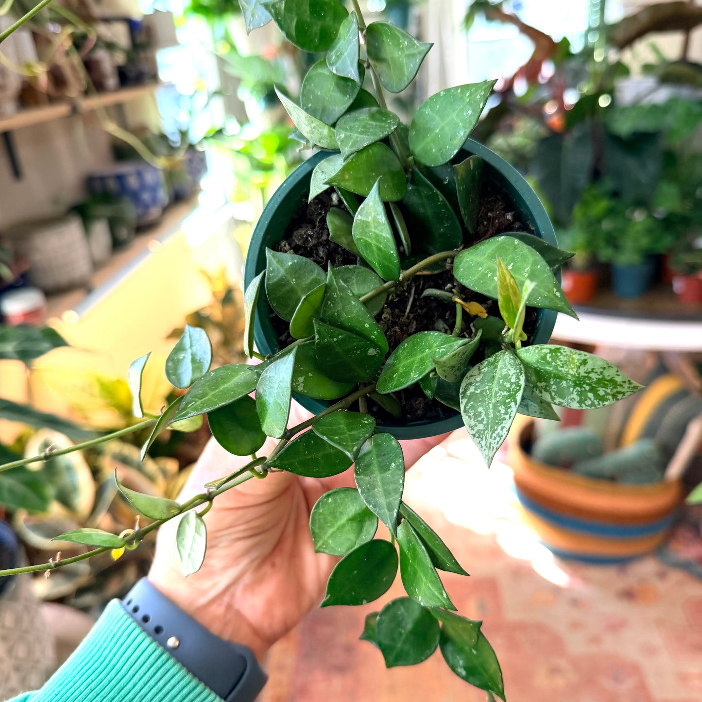 Hoya ‘Krohniana Eskimo’