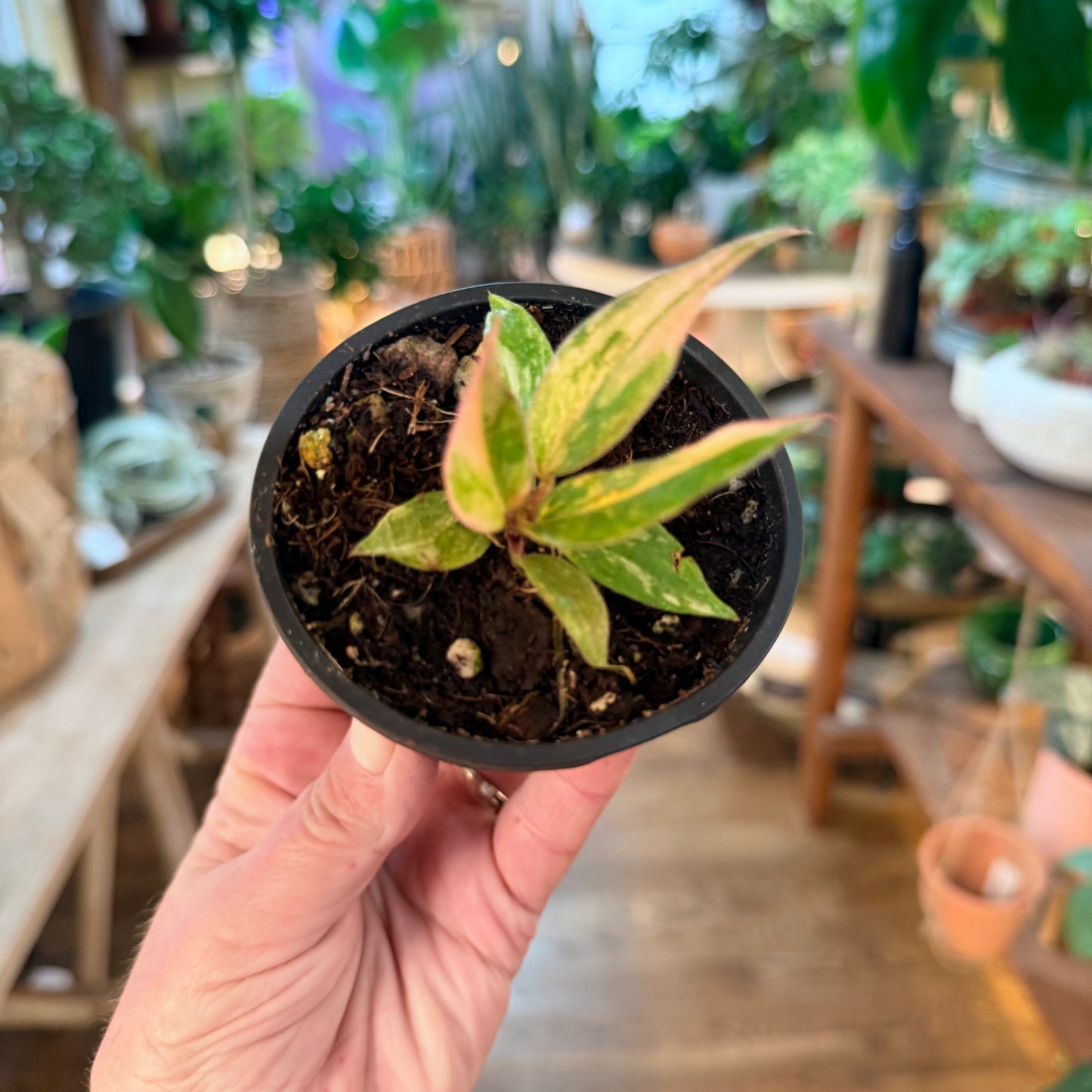 Philodendron Caramel 'Fire Tiger'