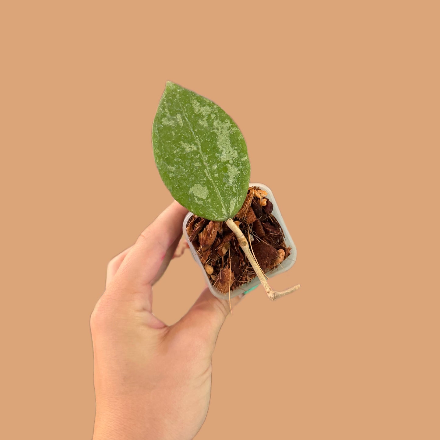 Hoya Verticillata Splash