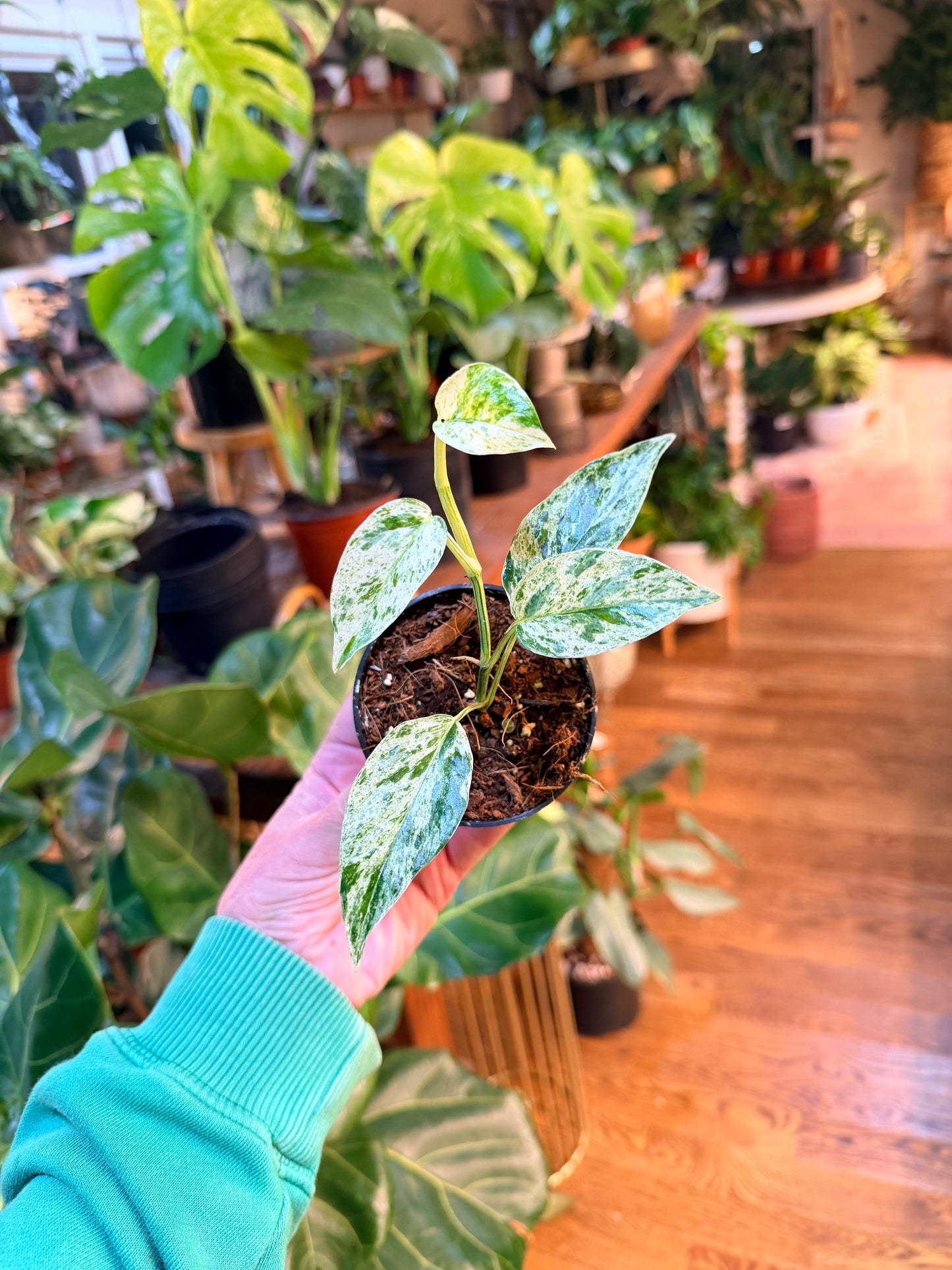 Epipremnum 'Bali'
