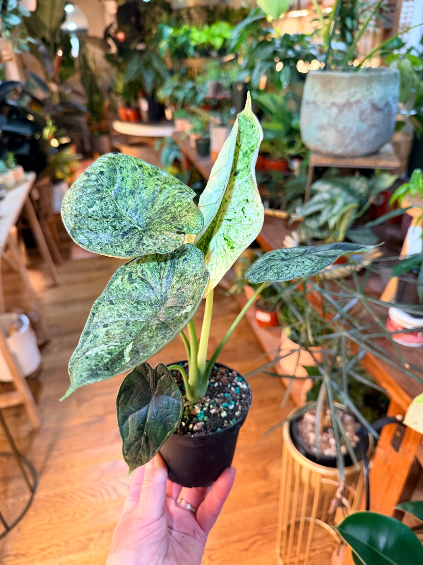 Alocasia Dragon Scale Mint