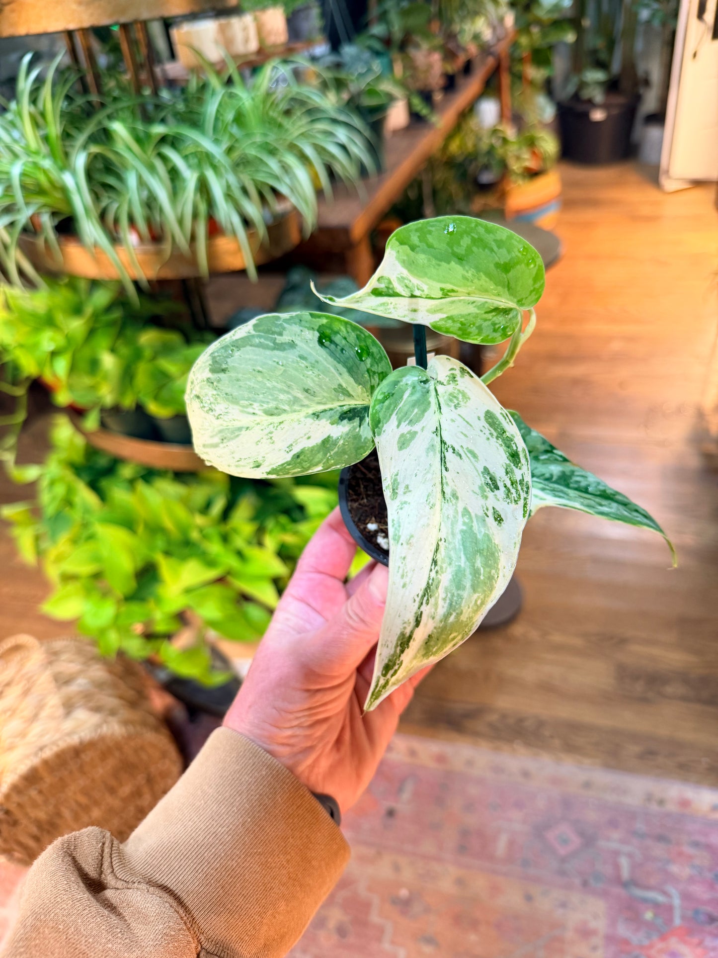 Scindapsus 'Silver Cloud - Albo Variegation'