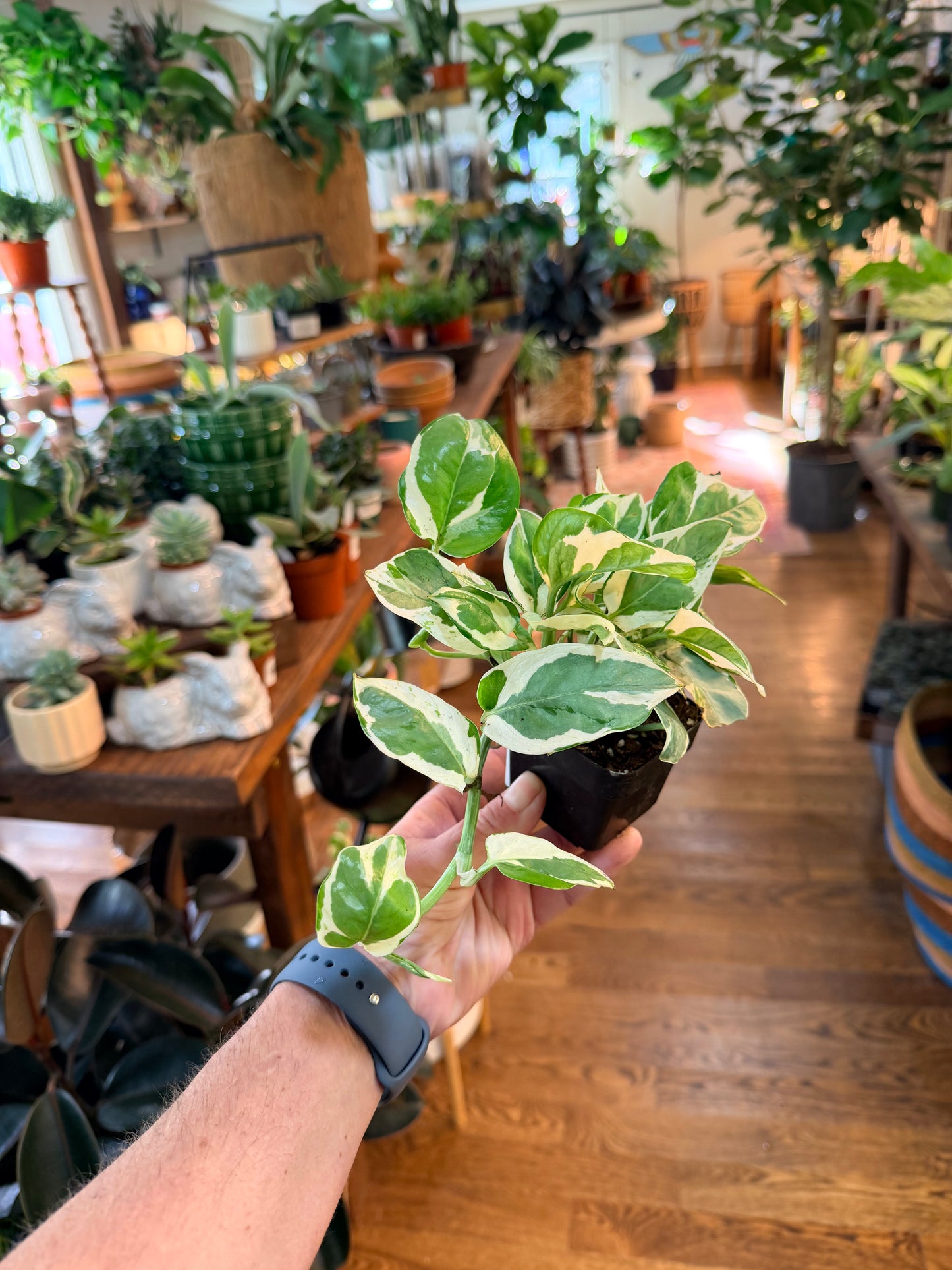 Pothos N’Joy