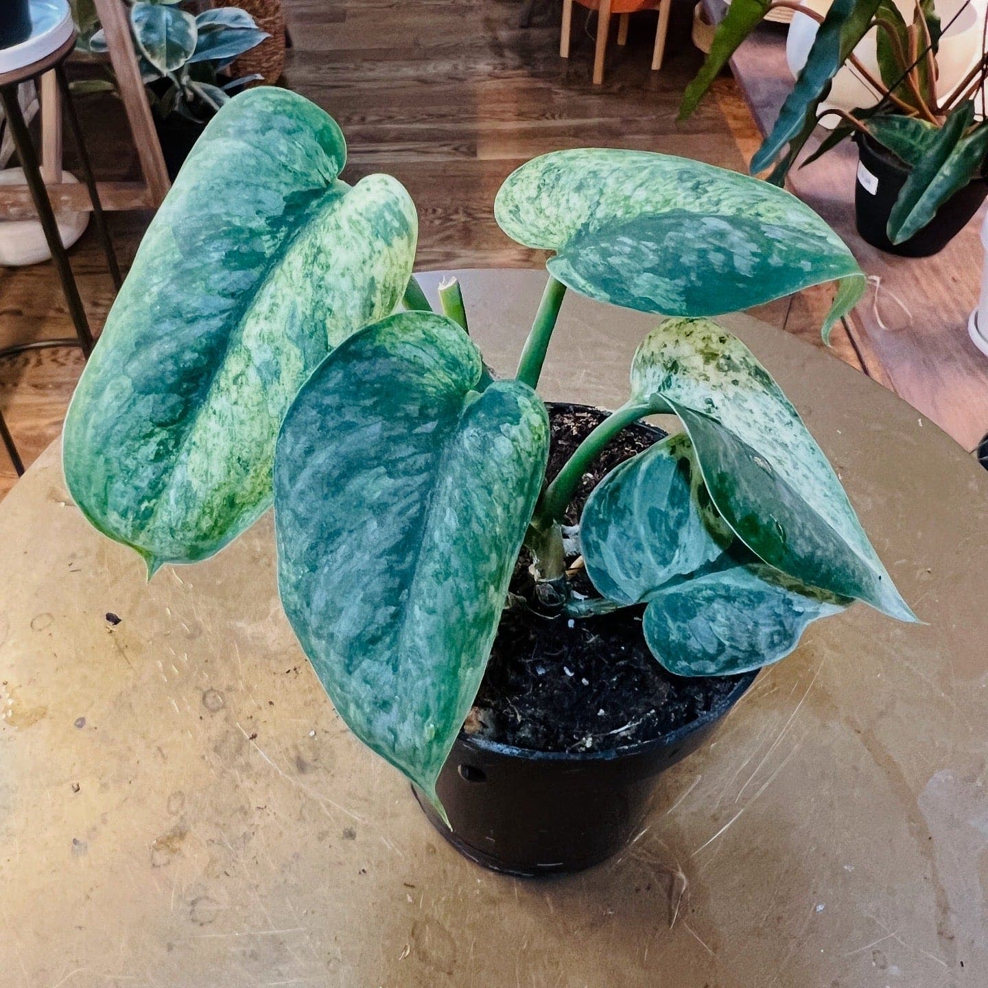 Scindapsus 'Halimoon'