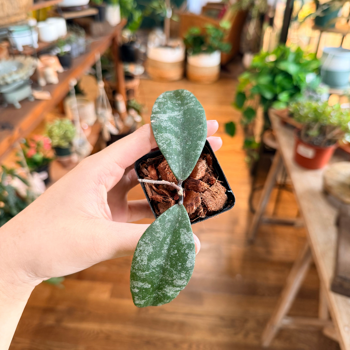 Hoya Flagellata Silver Tabalong
