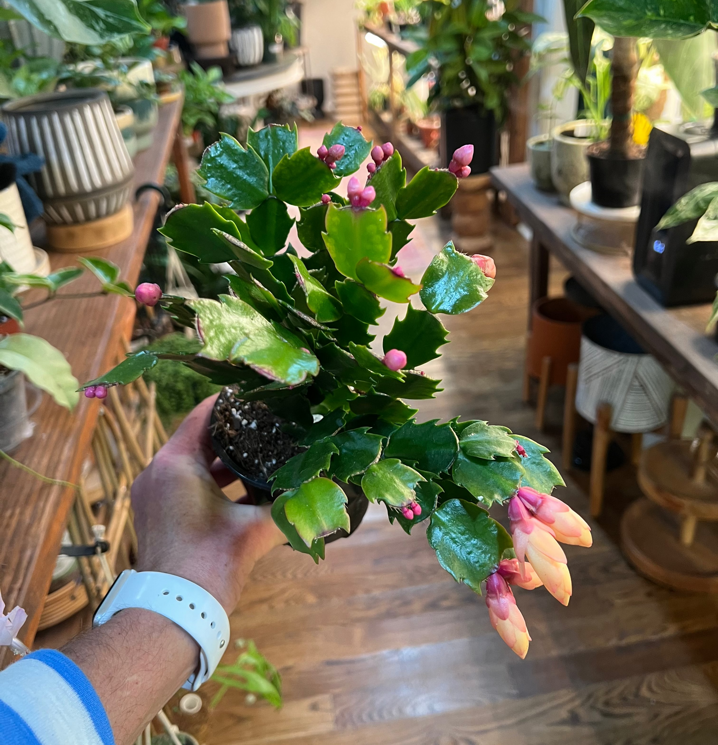 Christmas Cactus
