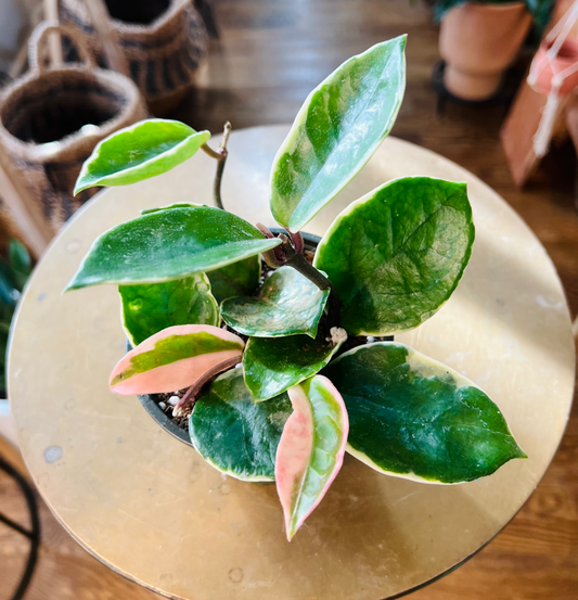 Hoya Carnosa ‘Snowball’ Albomarginata